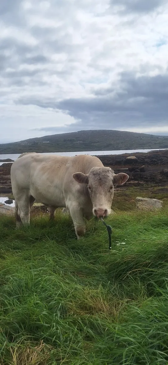 PB Ch Bull - Image 3