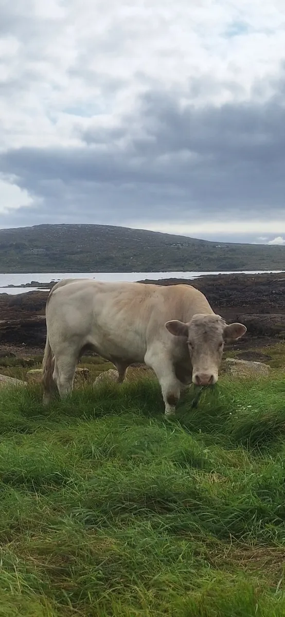 PB Ch Bull - Image 4