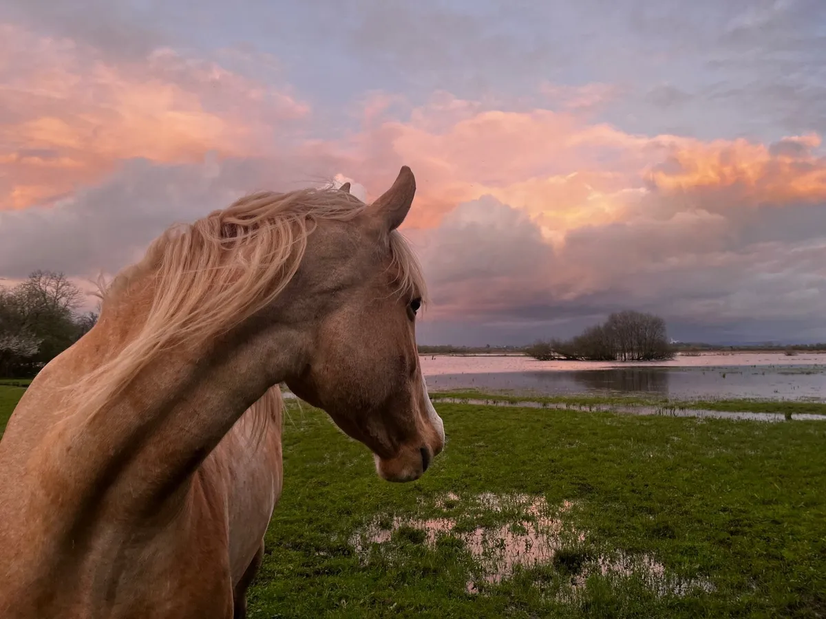 Beautiful Palomino Mare for Sale - Image 1