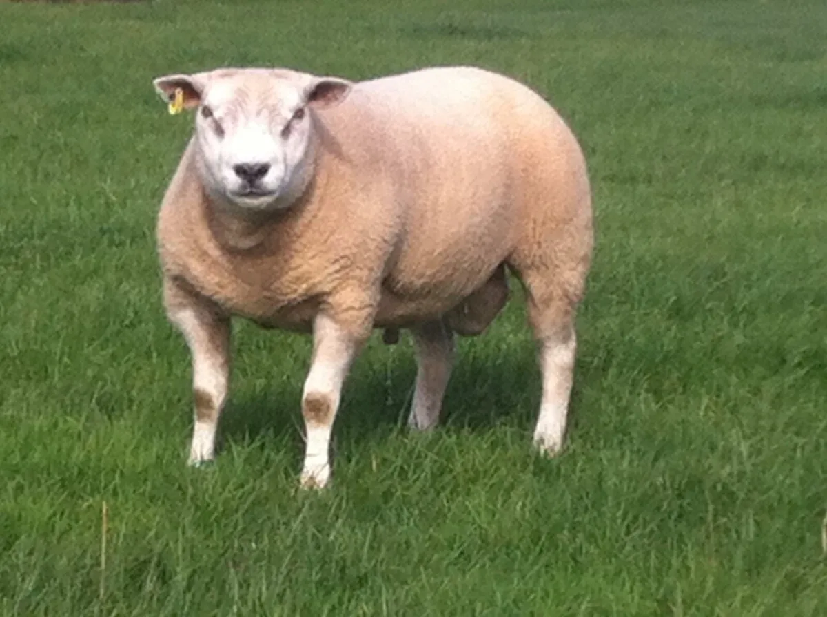 Rams Roscrea - Image 1