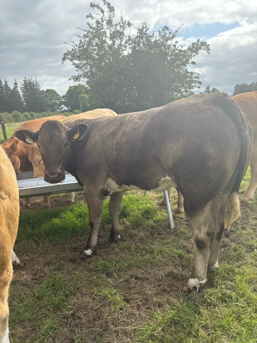BBX Heifer for Sale - Image 1