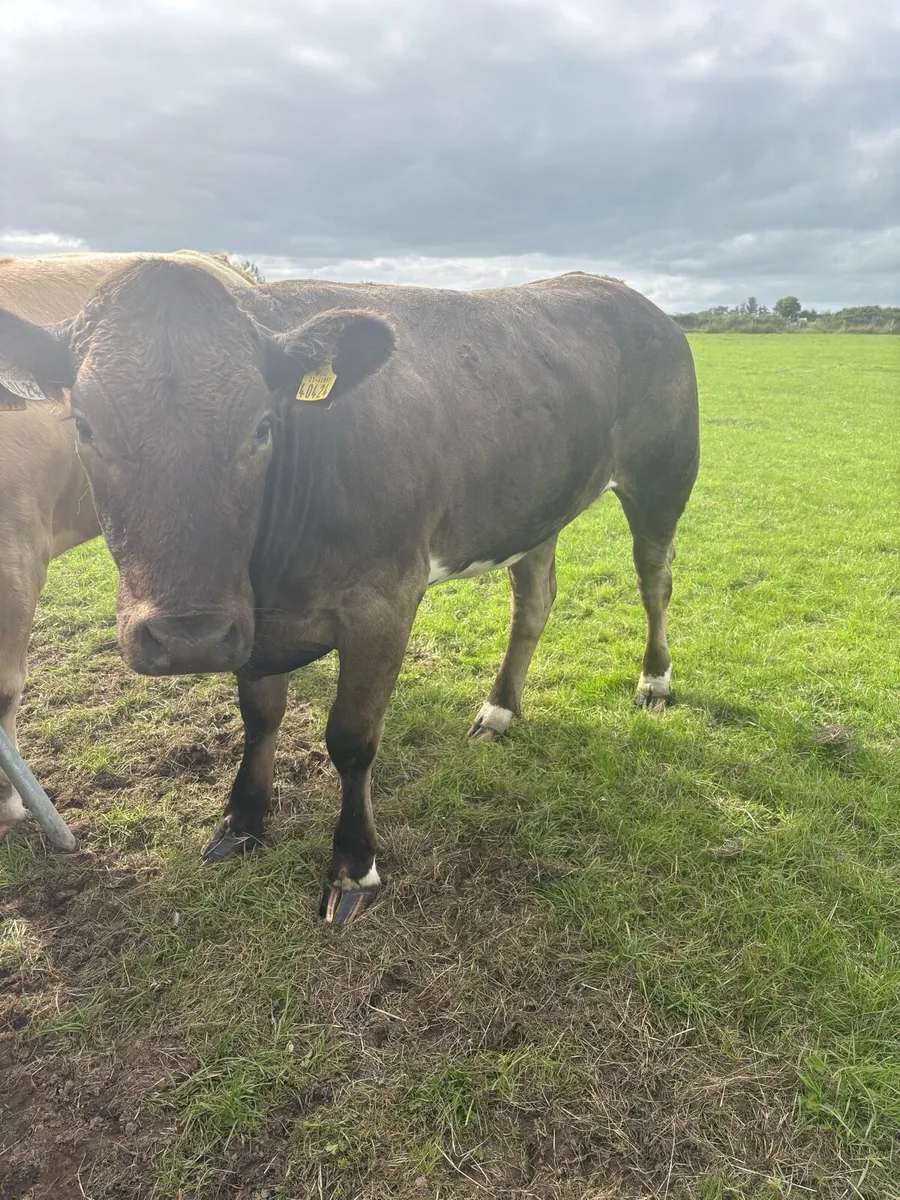 BBX Heifer for Sale - Image 2