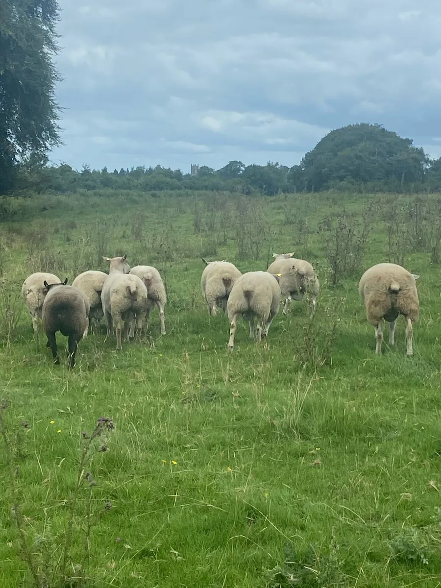 Rams Roscrea - Image 2
