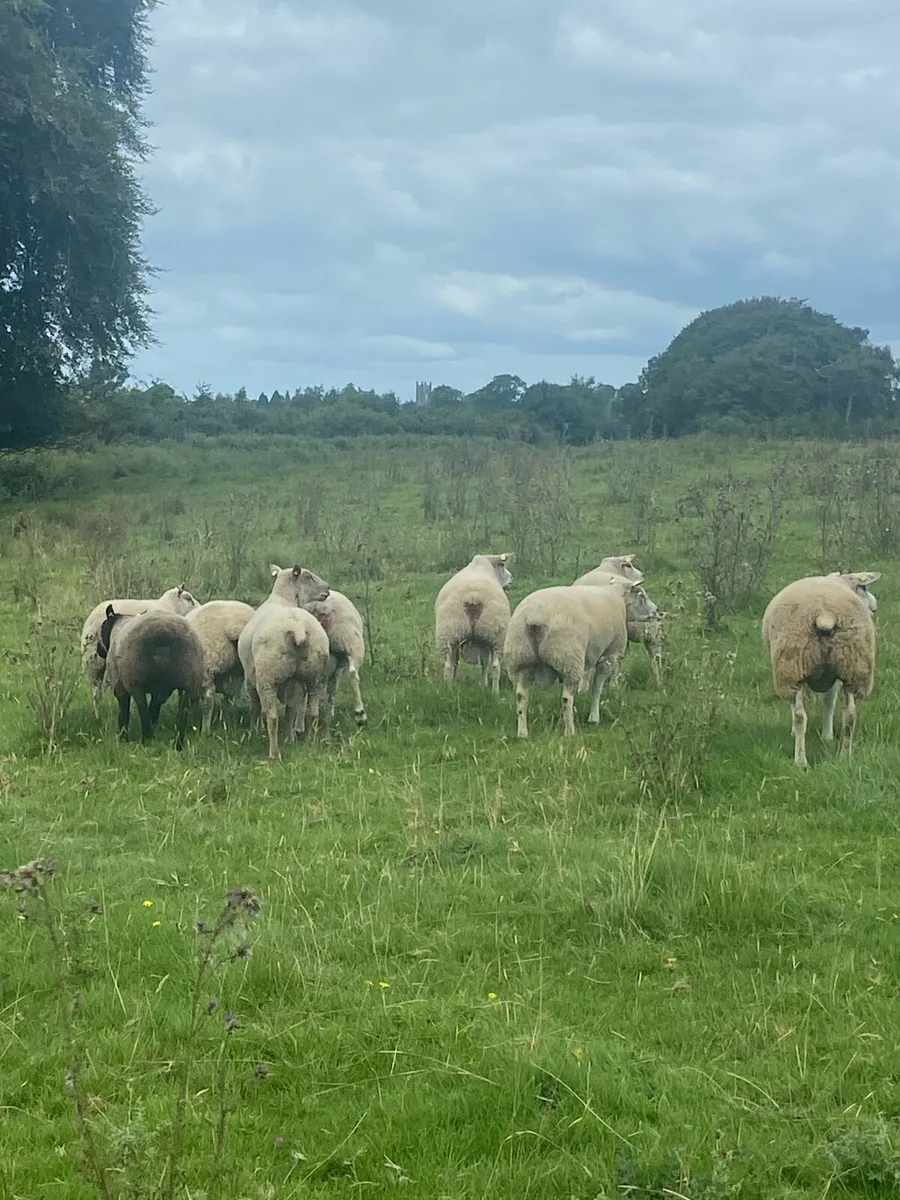 Rams Roscrea - Image 3