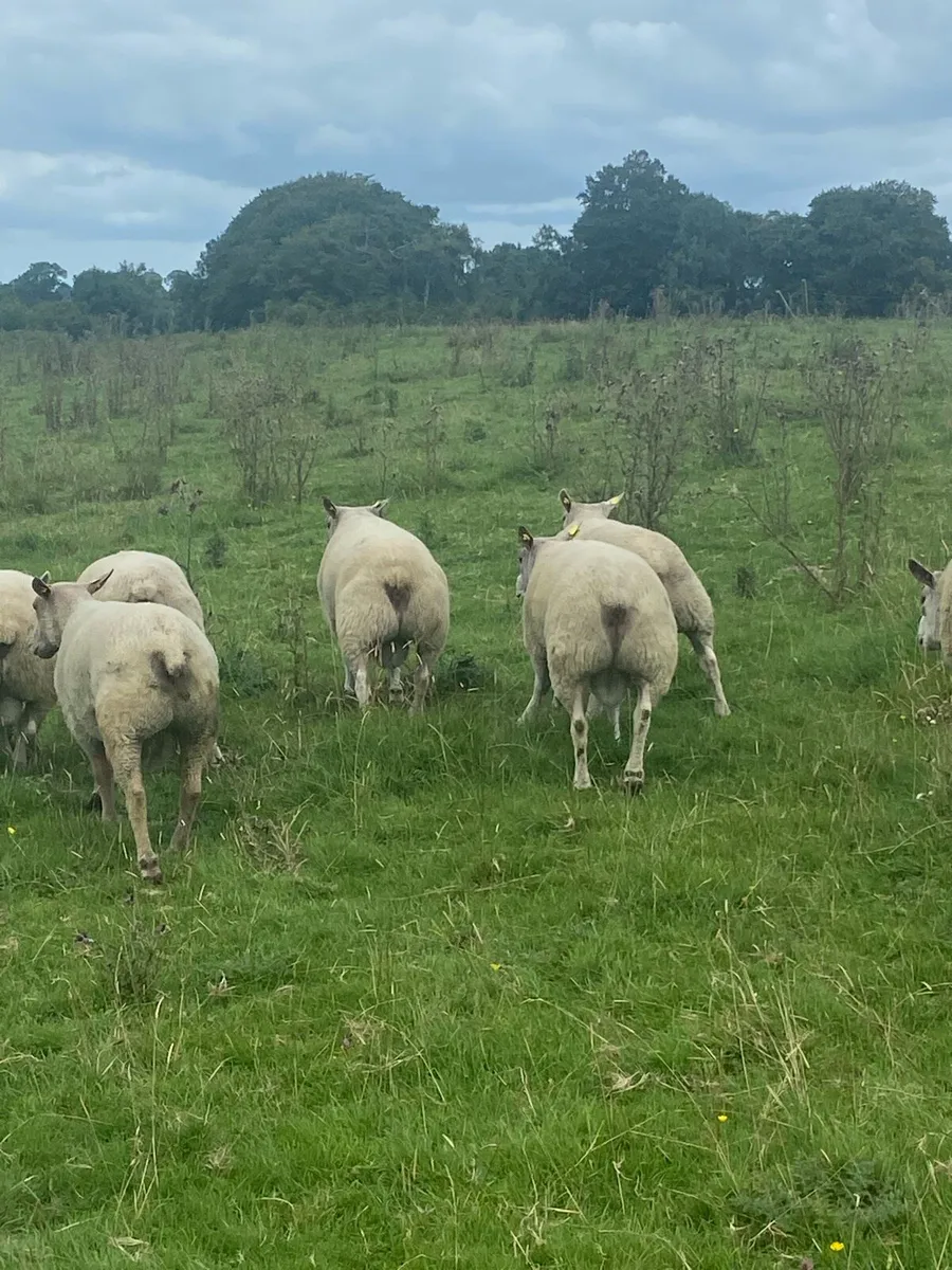 Rams Roscrea - Image 4