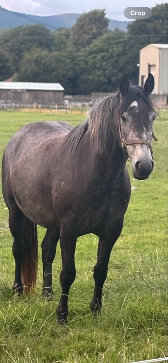Well Related Lovely Irish Draught 3 yr old Filly - Image 1
