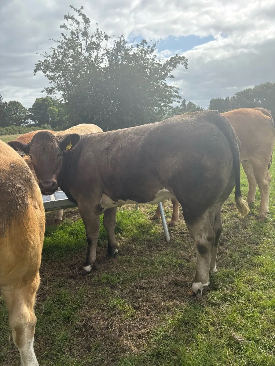 BBX Heifer for Sale - Image 4
