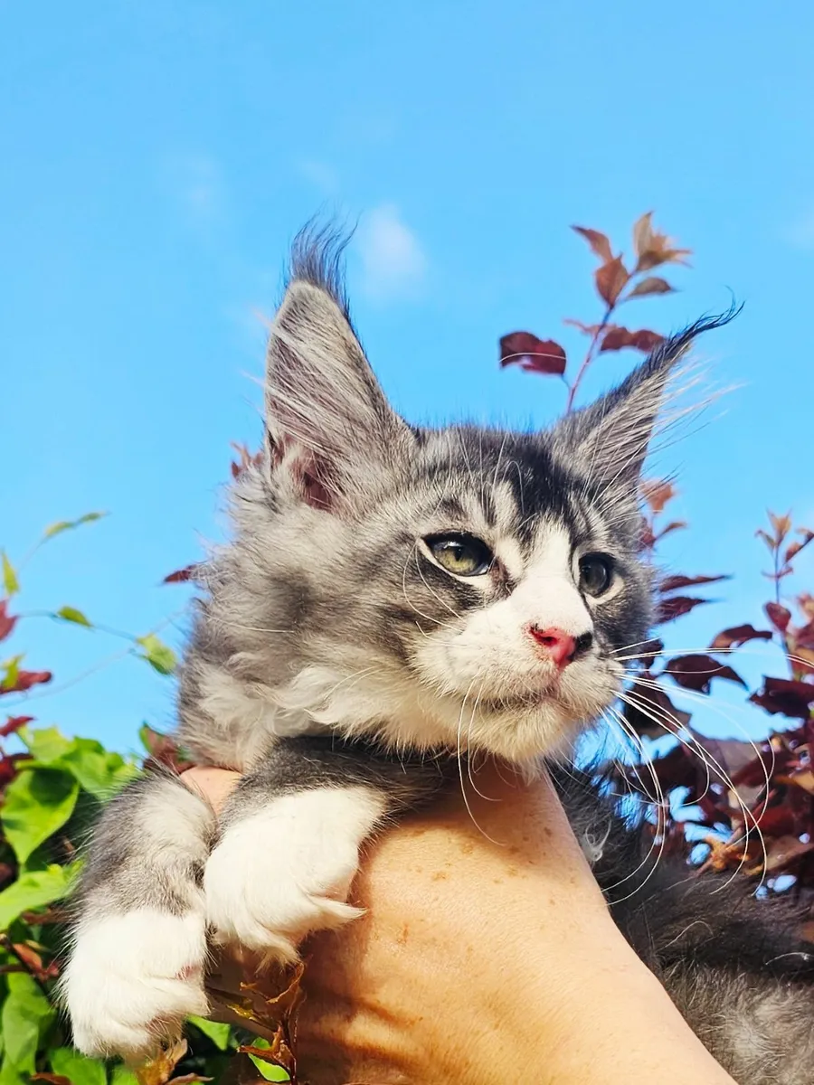 Maine coon kittens - Image 3