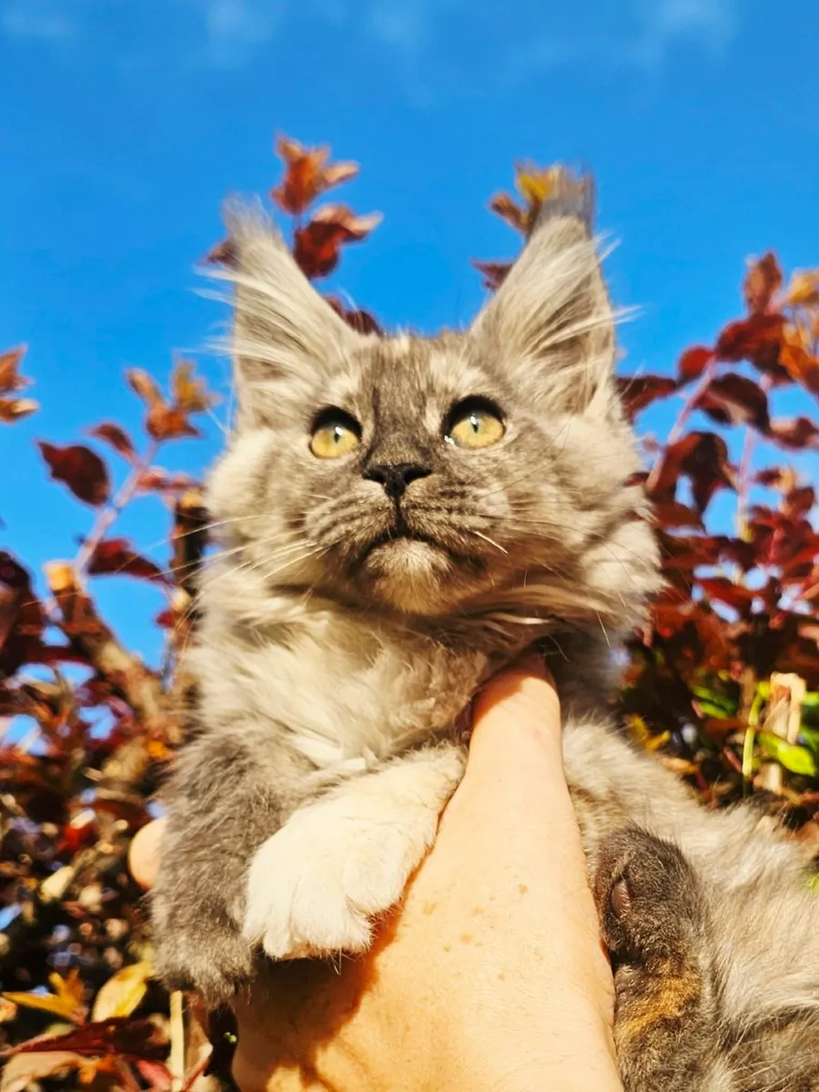 Maine coon kittens - Image 2