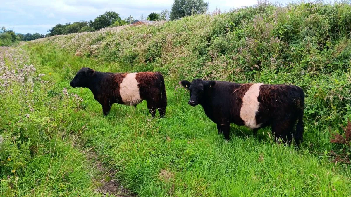 Belted Galloways - Image 1