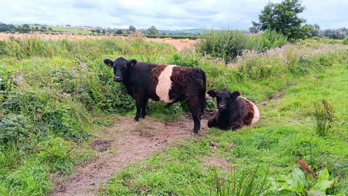 Belted Galloways - Image 2