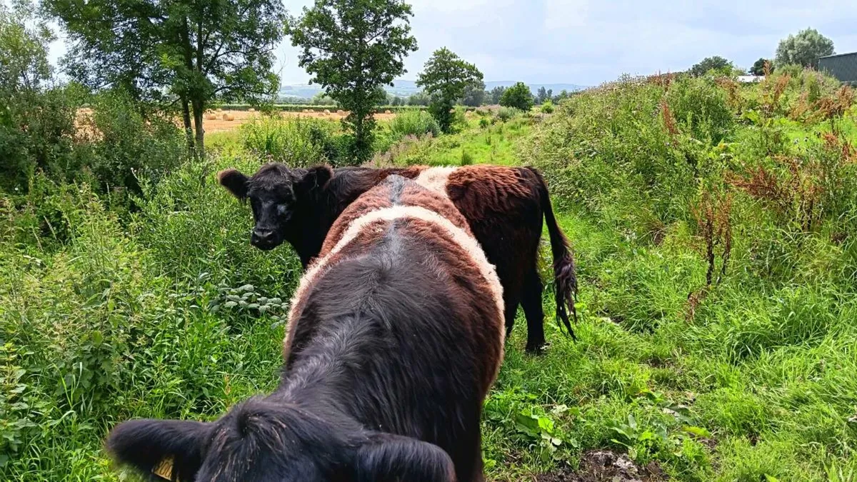 Belted Galloways - Image 3