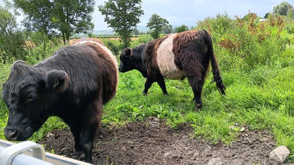 Belted Galloways - Image 4
