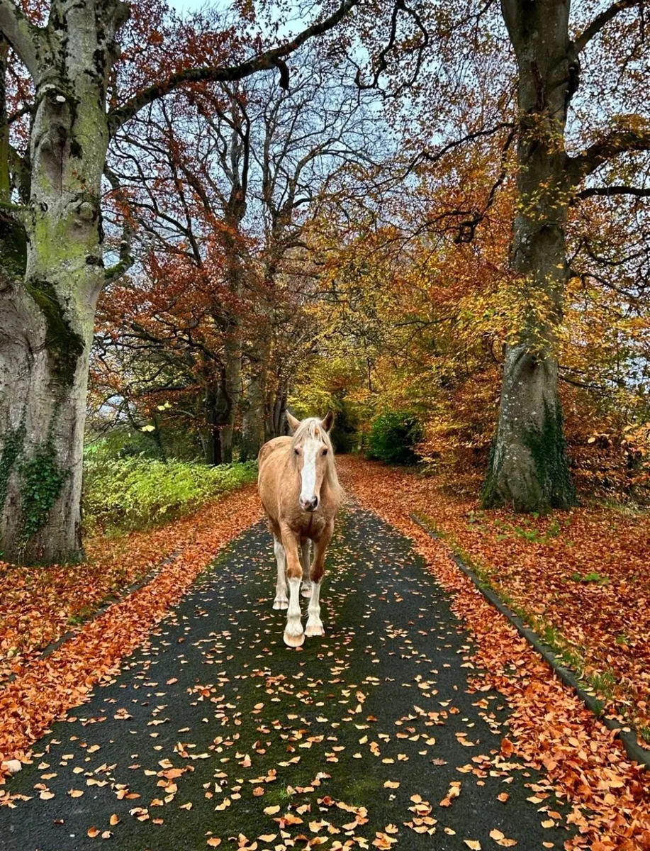 Beautiful Palomino Mare for Sale - Image 2