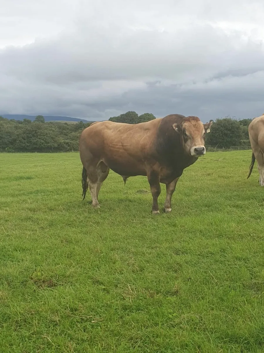 Bull - Image 1
