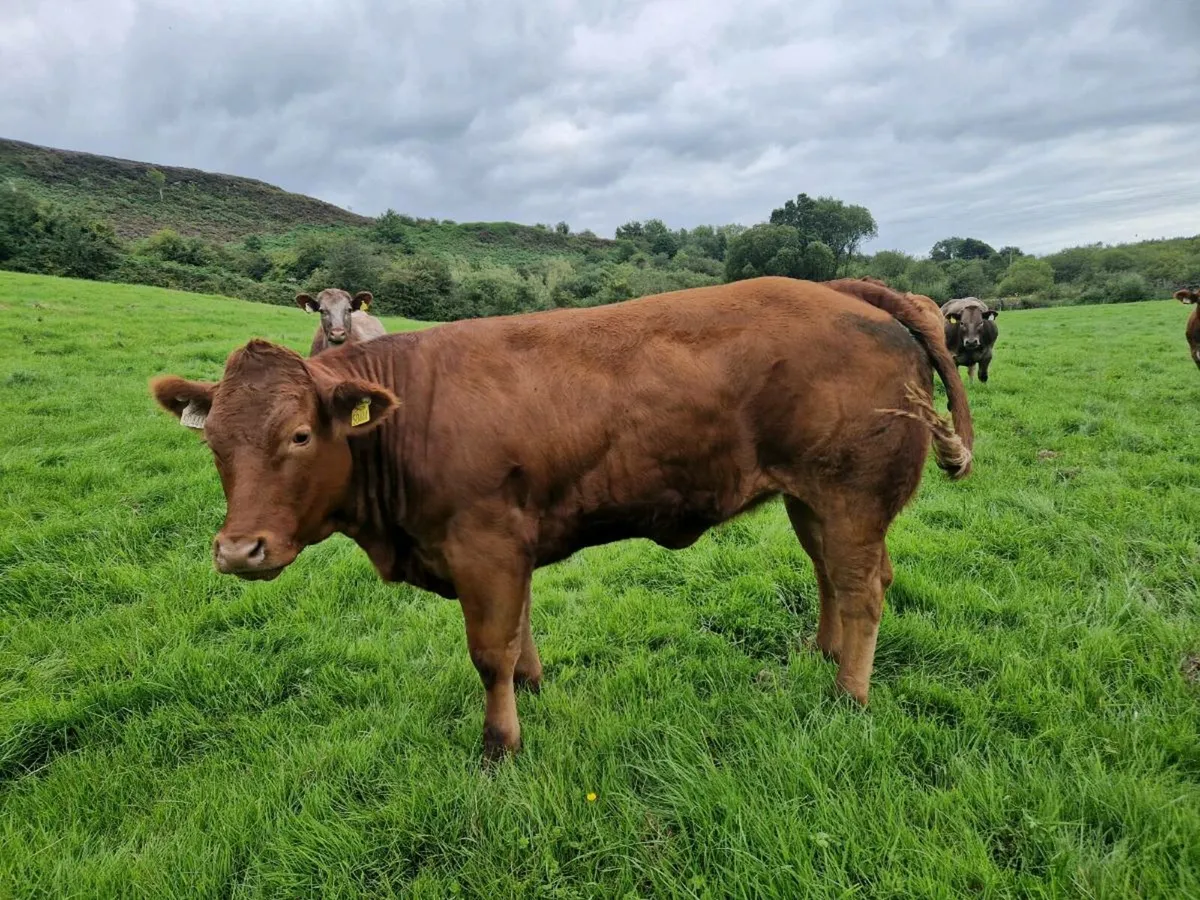 Breeding Heifers - Image 1