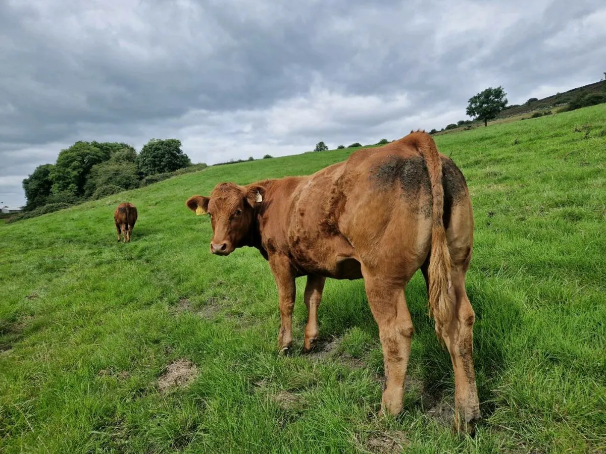 Breeding Heifers - Image 3