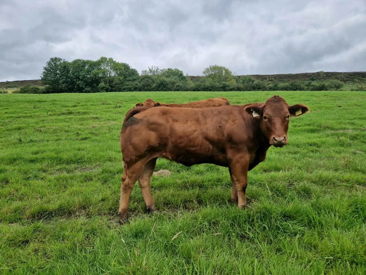 Breeding Heifers - Image 4