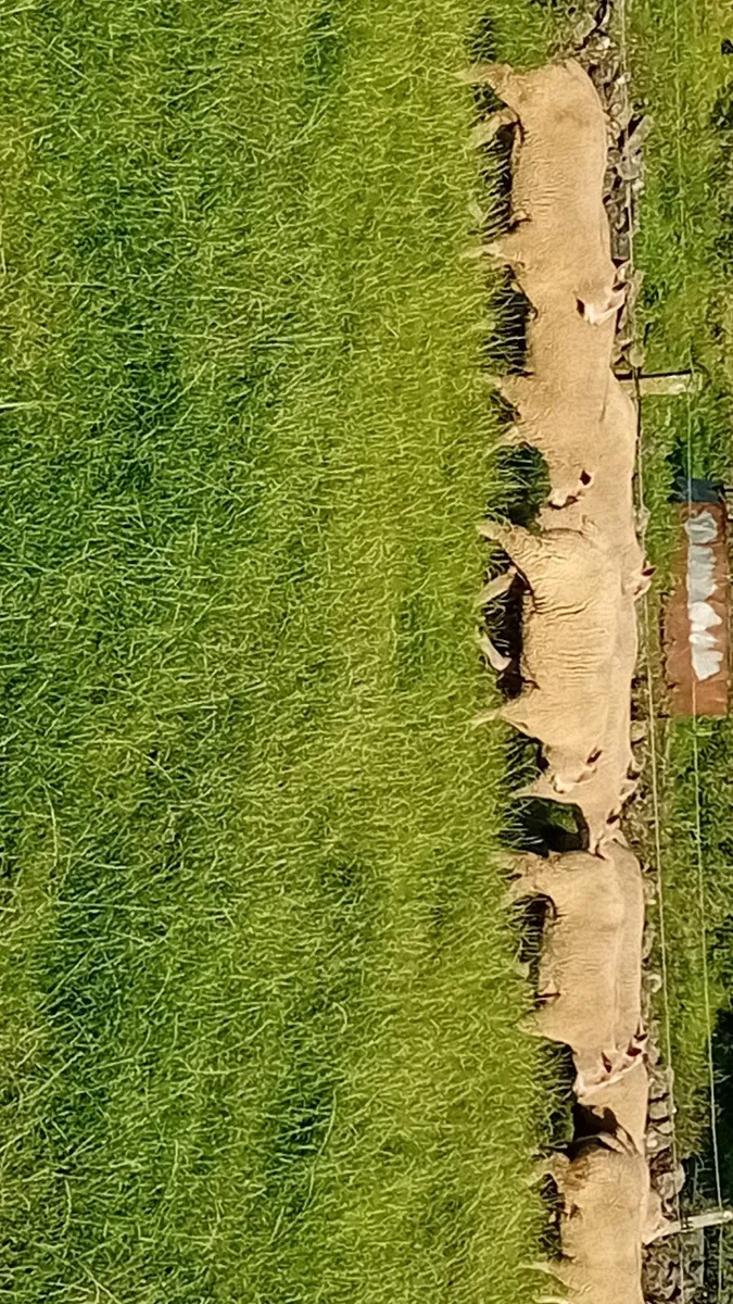 Sheep - Image 2