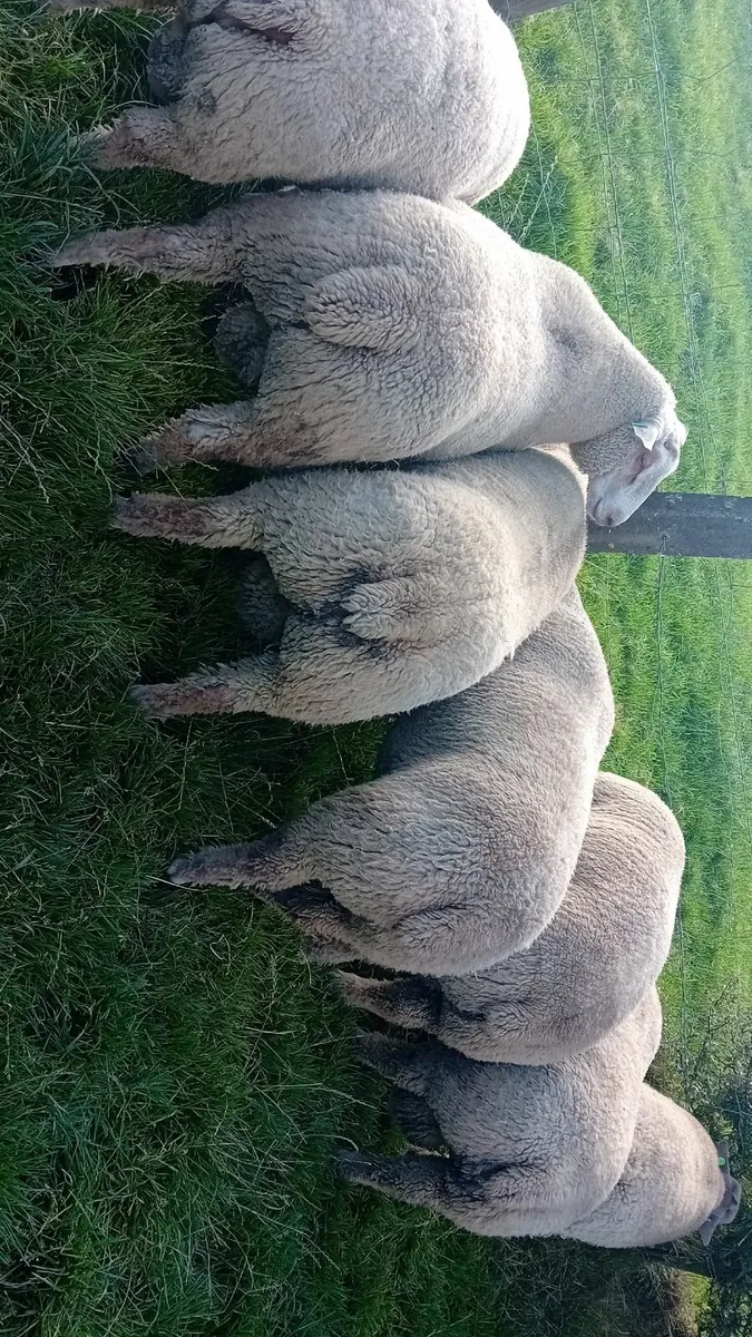 Sheep - Image 3