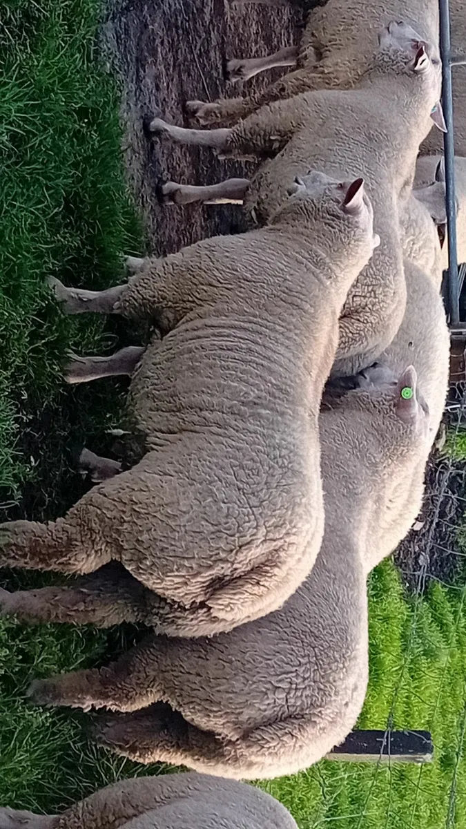 Sheep - Image 1