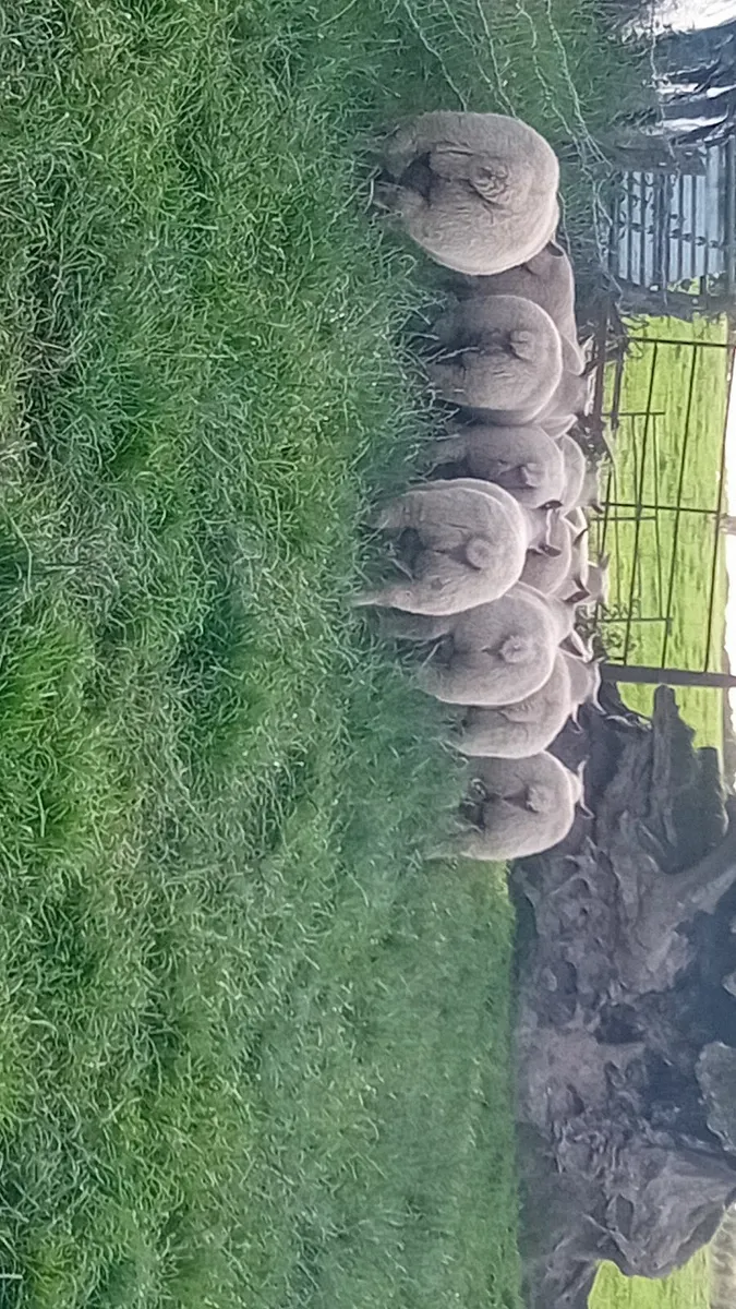 Sheep - Image 4