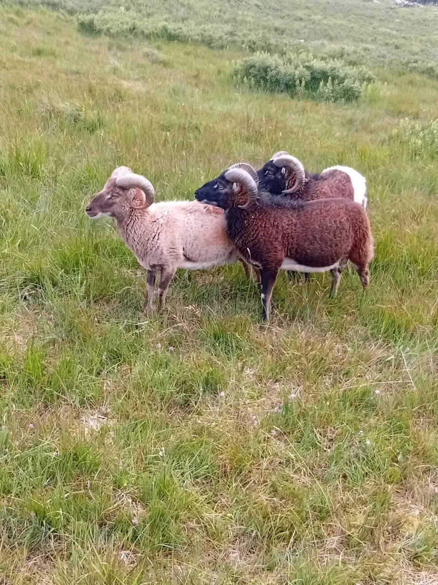 Soay rams - Image 2