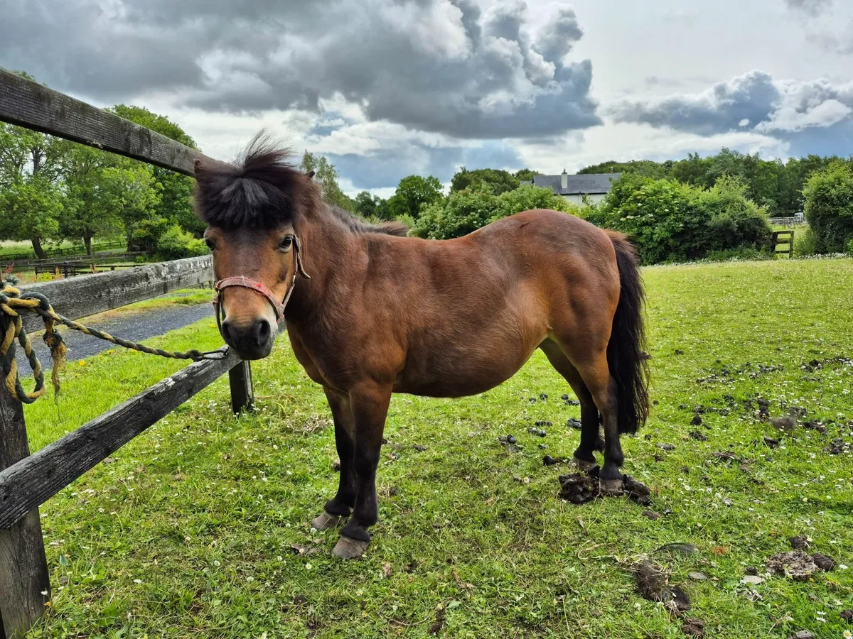 Minature Pony - Image 2