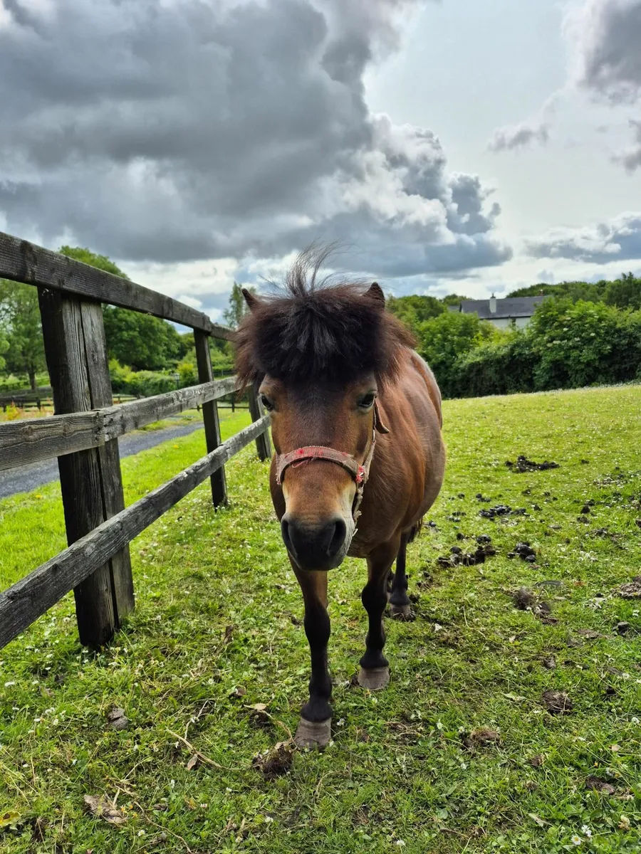 Minature Pony - Image 3