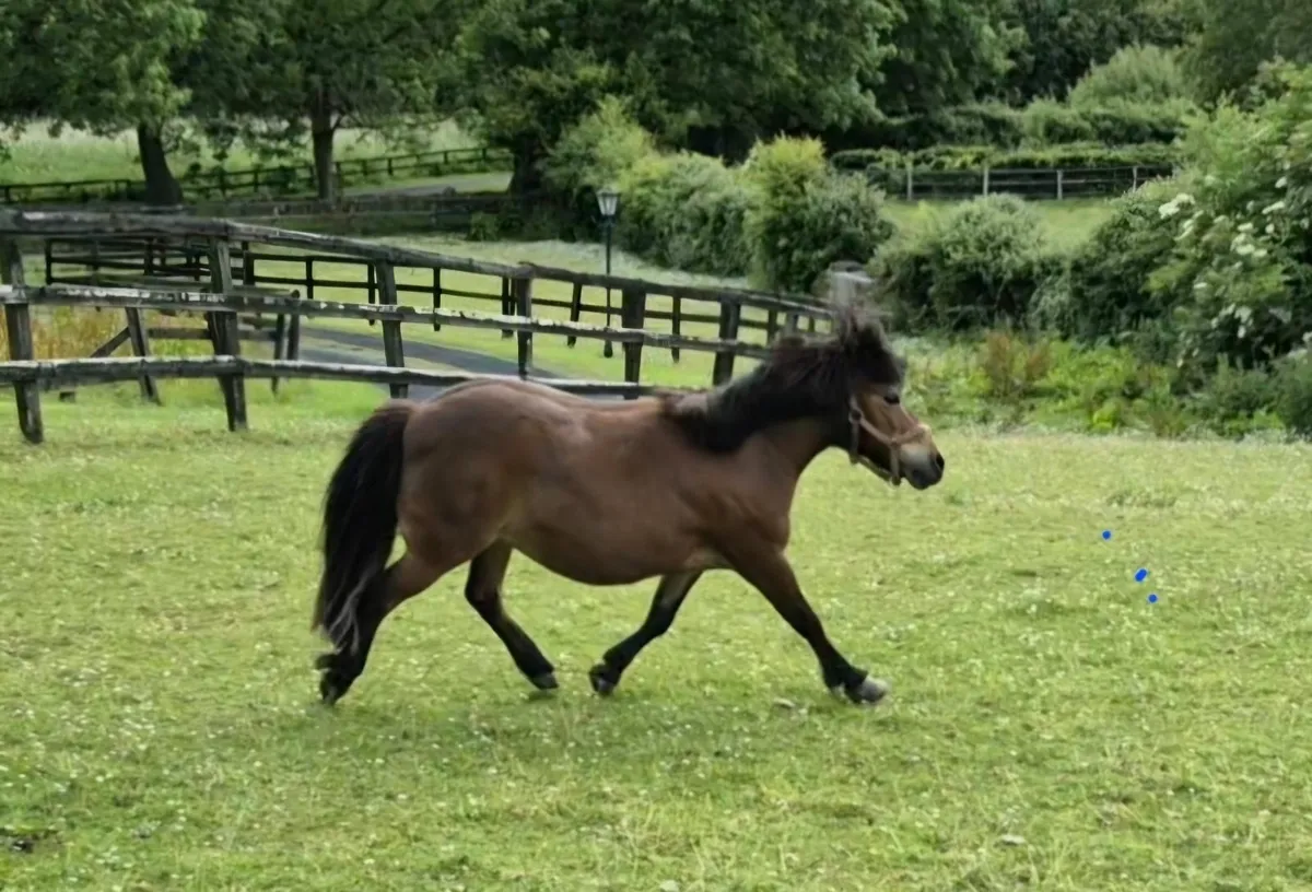 Minature Pony - Image 1