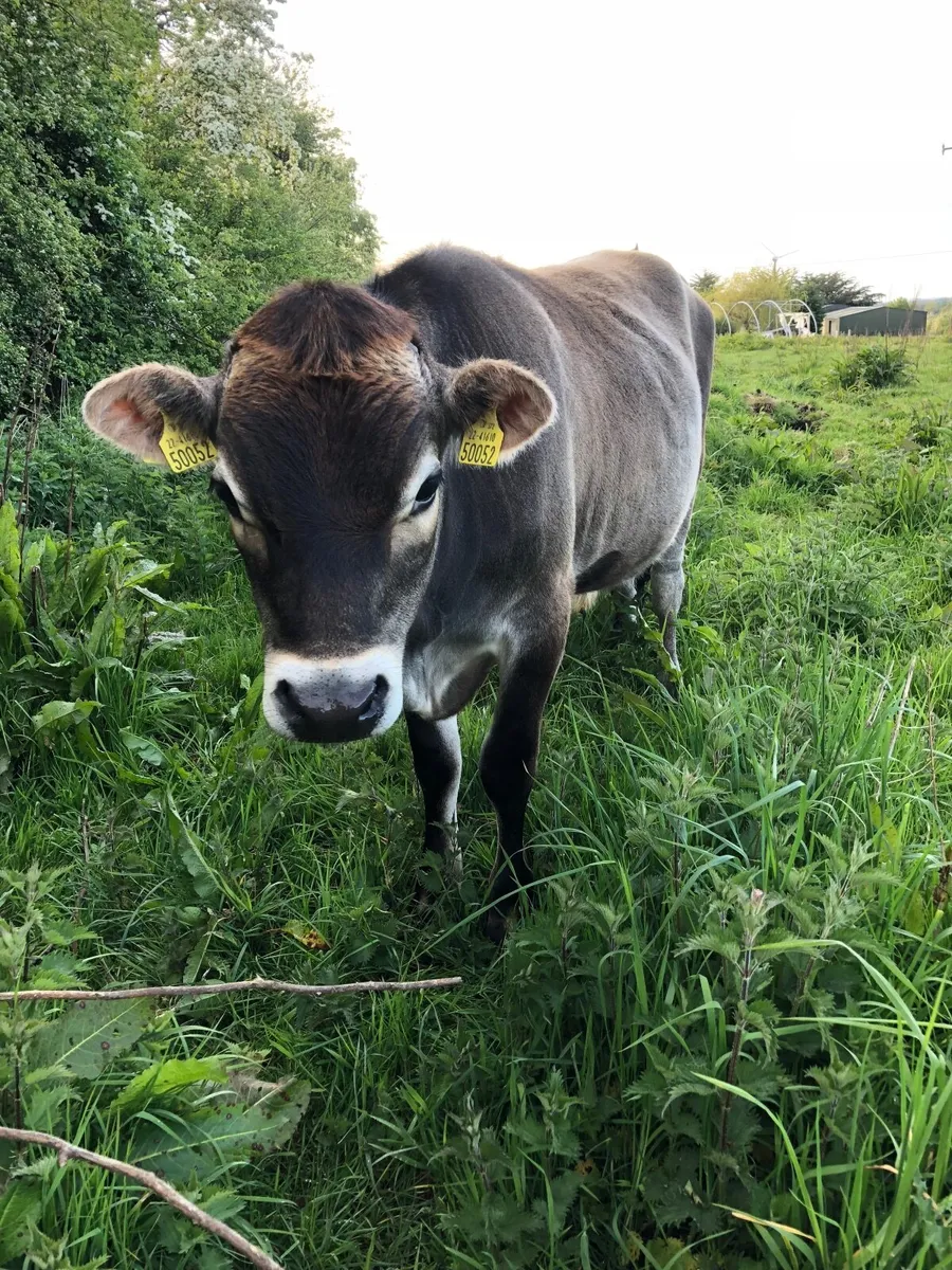 in calf jersey heifer wanted - Image 1