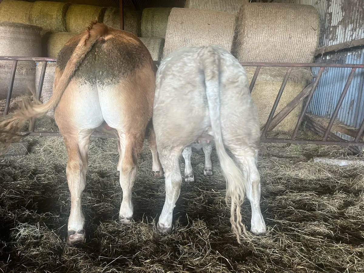 Organic 1x Bullock & Heifer - 2nd Aug Mart - Image 1