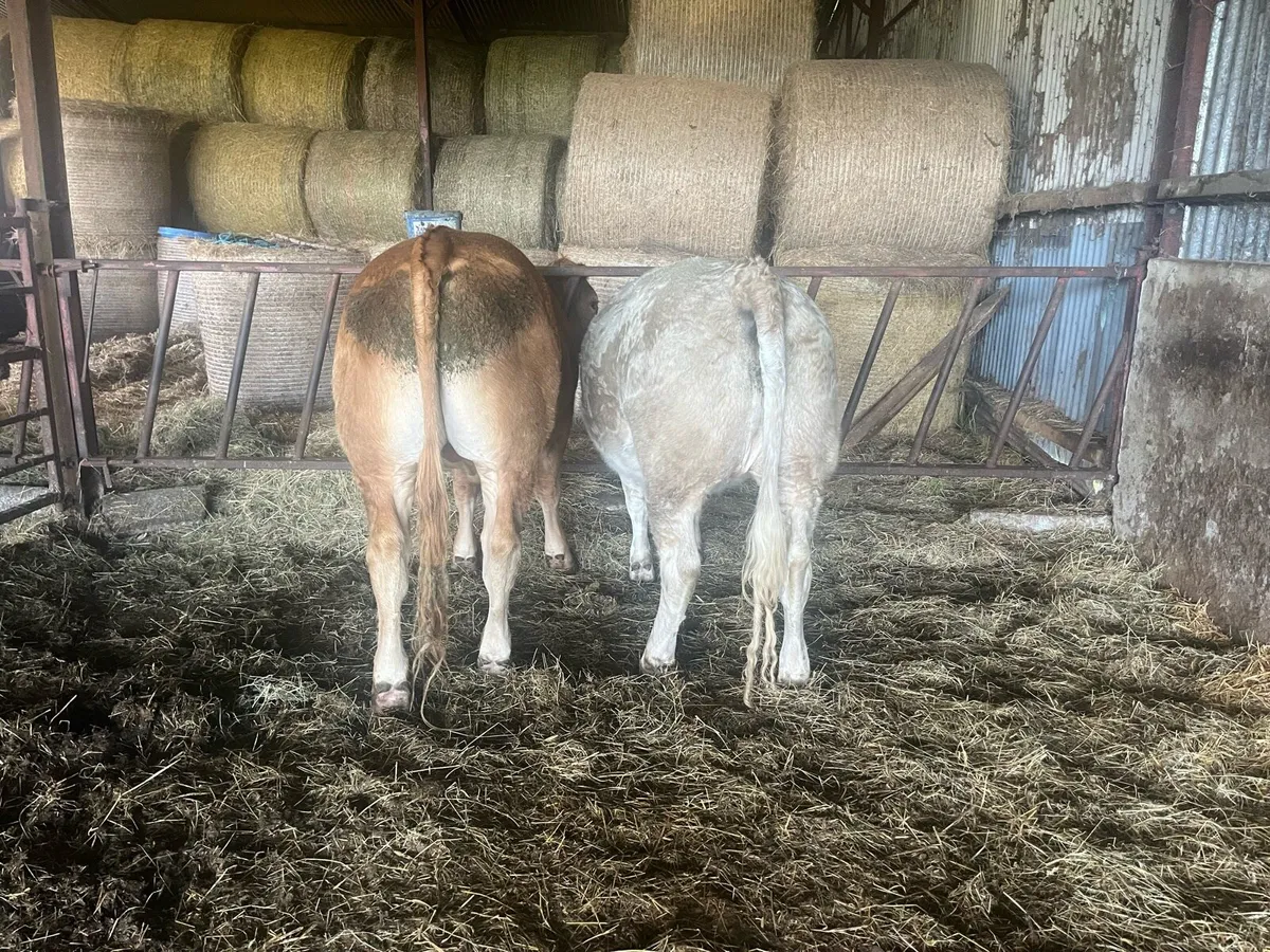 Organic 1x Bullock & Heifer - 2nd Aug Mart - Image 2