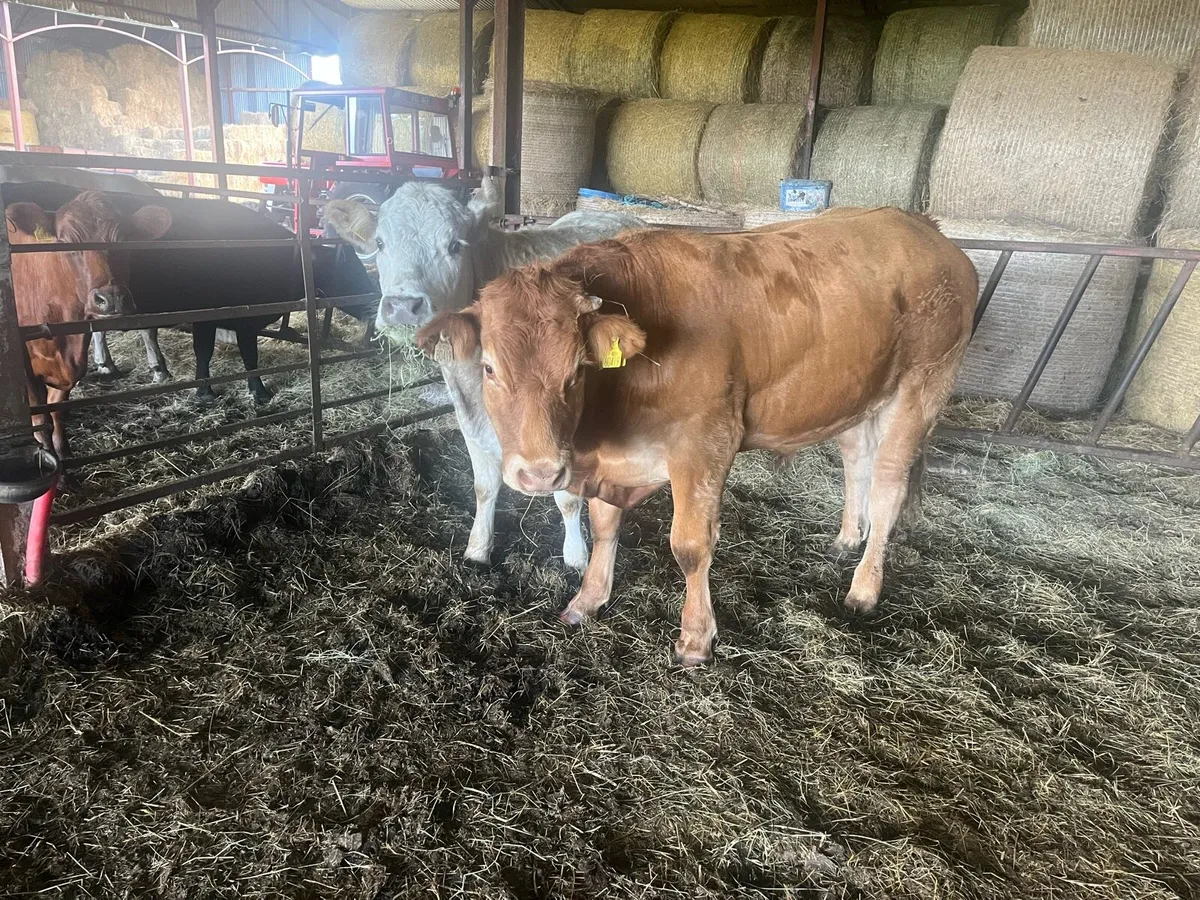Organic 1x Bullock & Heifer - 2nd Aug Mart - Image 3