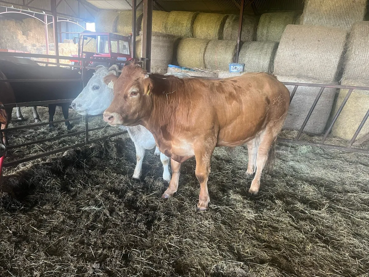 Organic 1x Bullock & Heifer - 2nd Aug Mart - Image 4