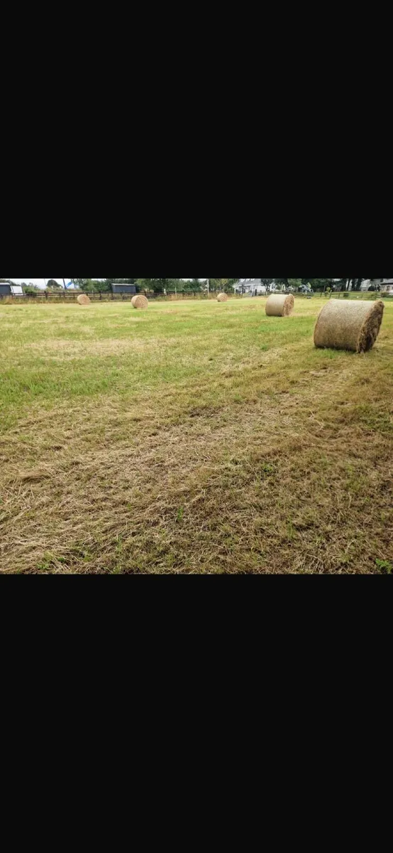 Hay - Image 2