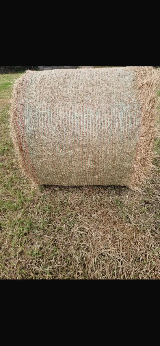 Hay - Image 3