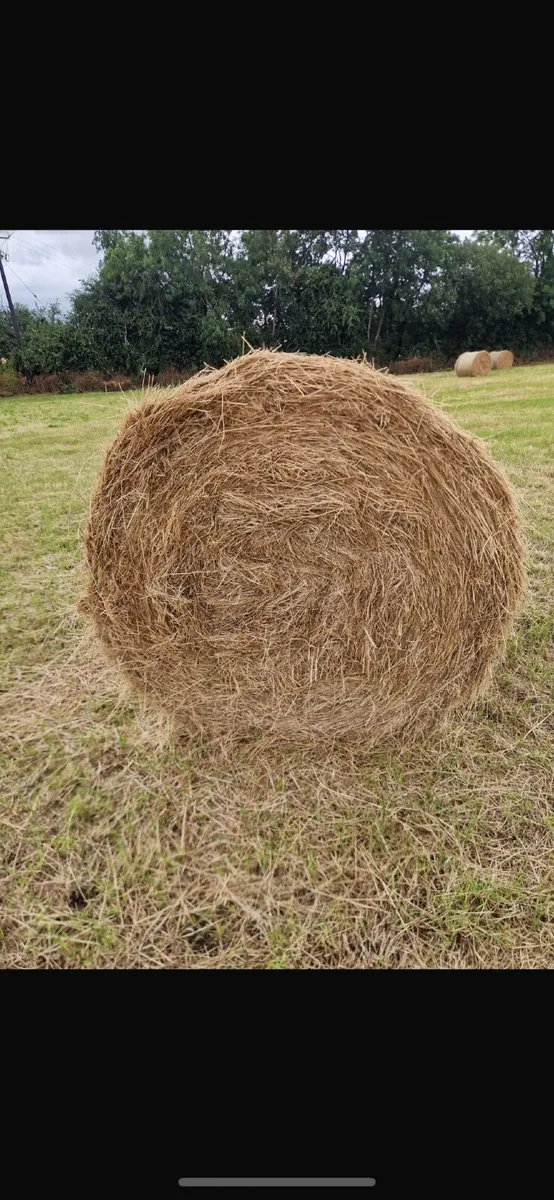 Hay - Image 4
