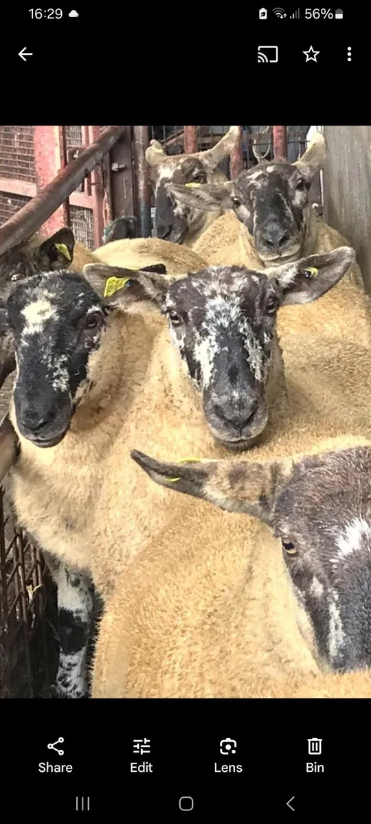 Borris Ewe Breeders Show and Sale - Image 2
