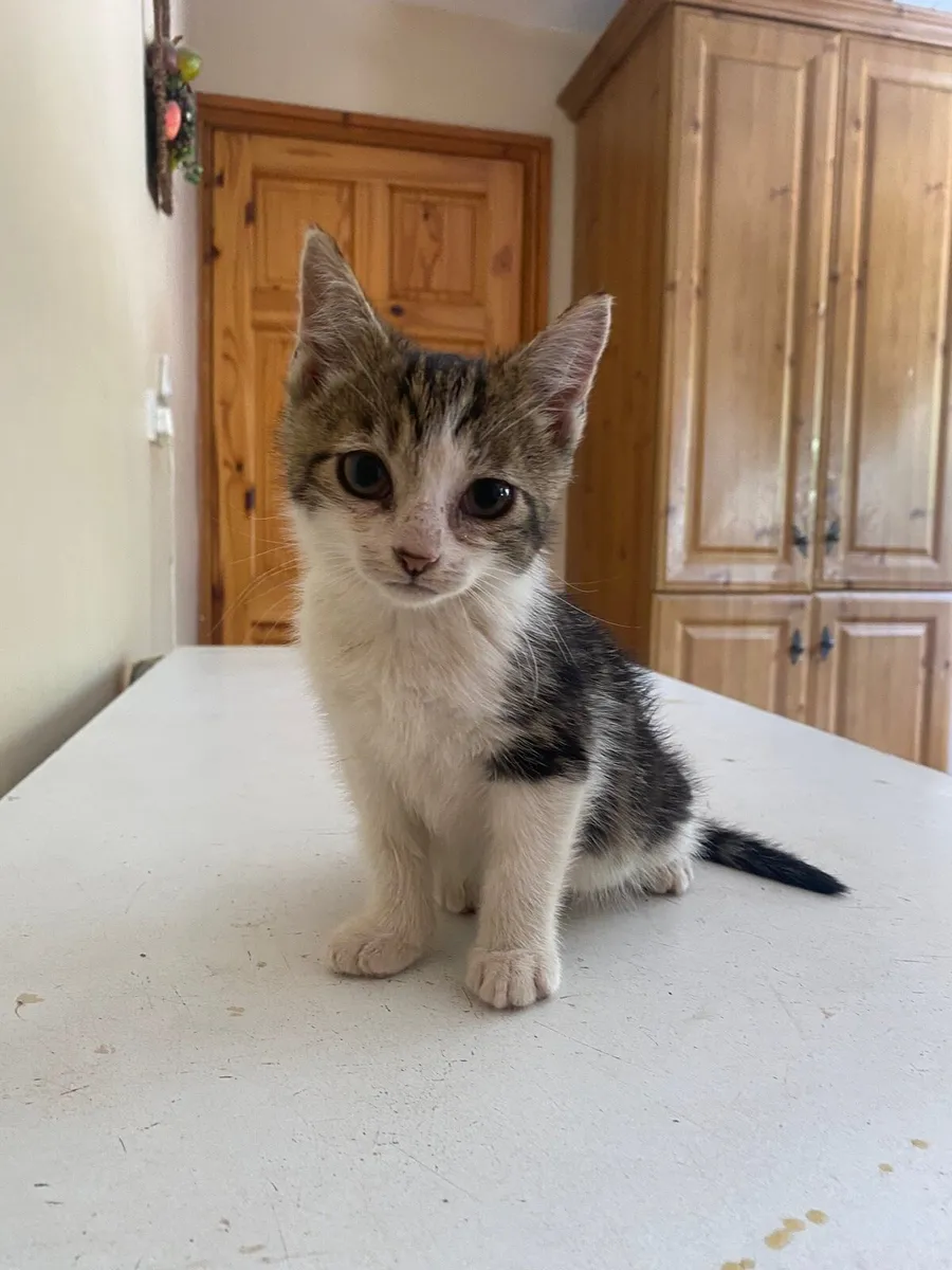 Kittens - Image 1