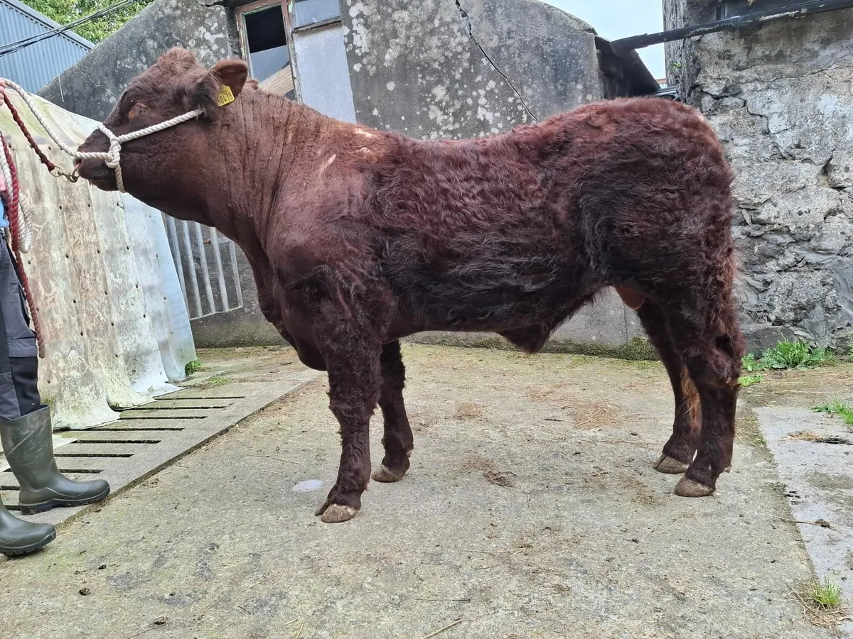 Salers bulls - Image 1