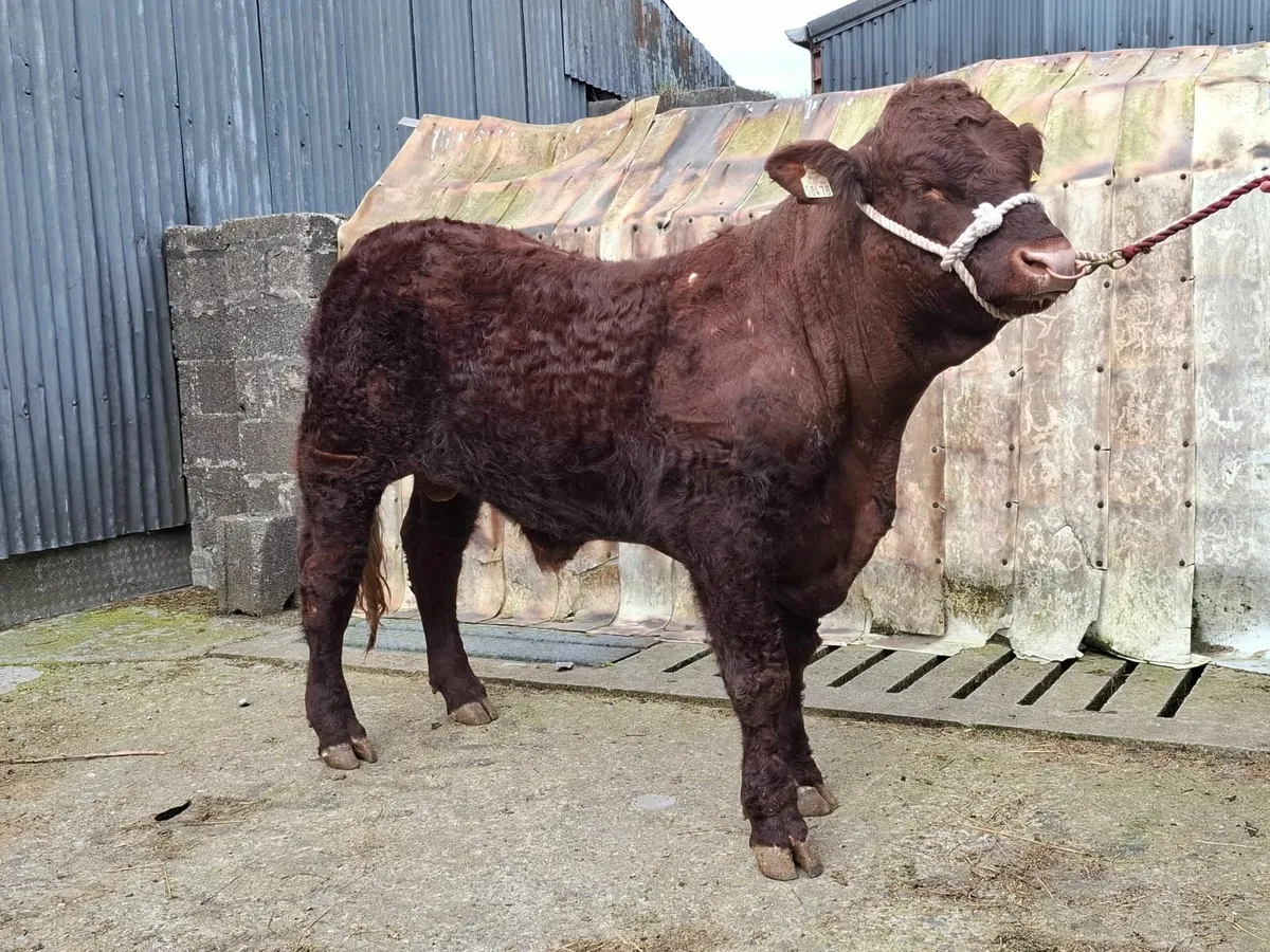 Salers bulls - Image 3