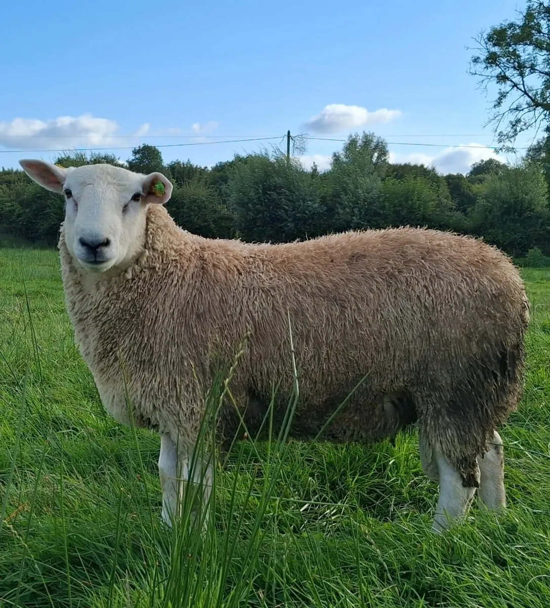 Purebred Belclare ram lambs - Image 1