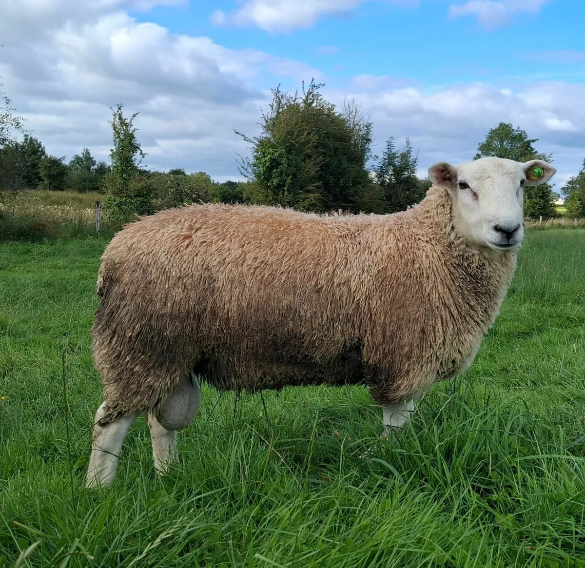 Purebred Belclare ram lambs - Image 2