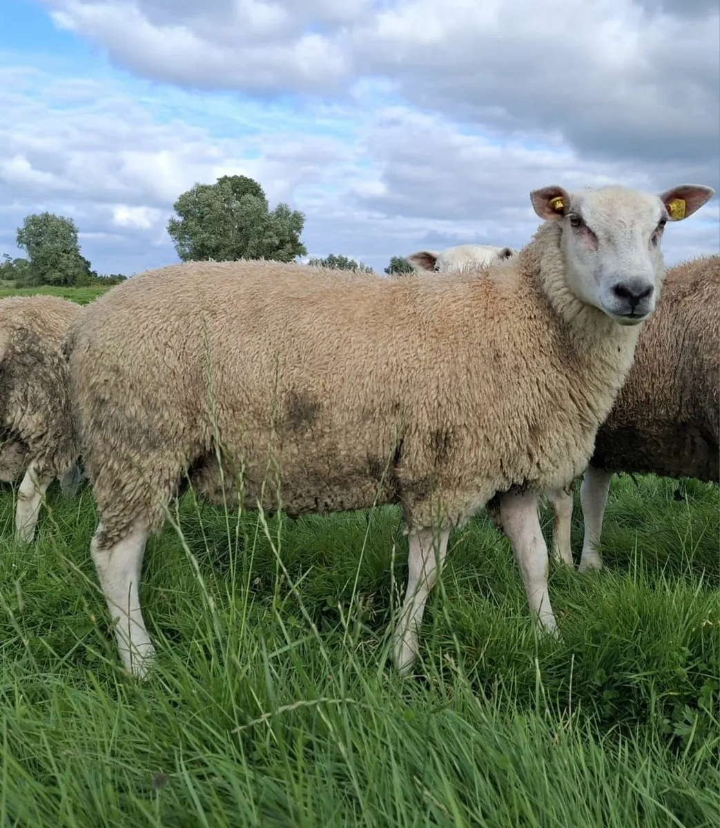 Purebred Belclare ram lambs - Image 3