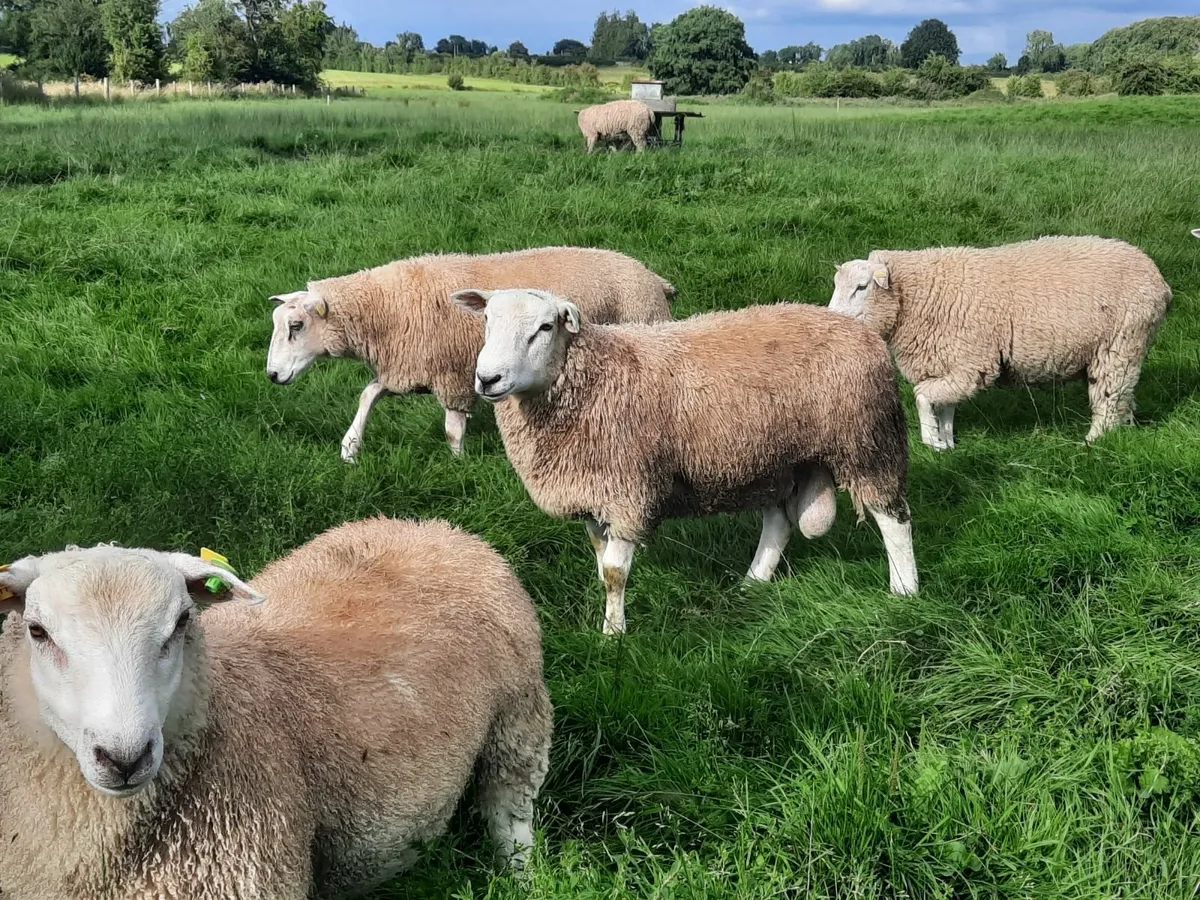 Purebred Belclare ram lambs - Image 4