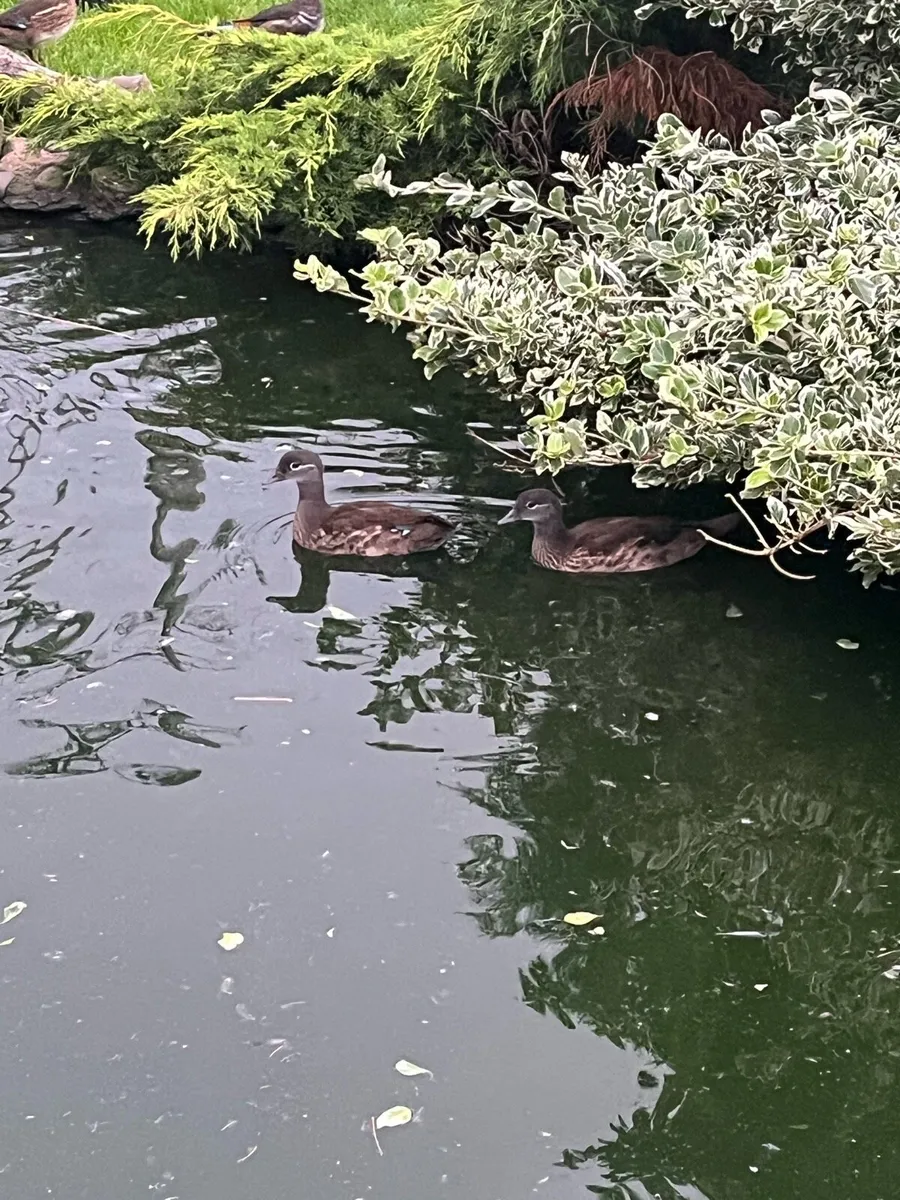 Mandarin and White Faced Pintail ducks - Image 1