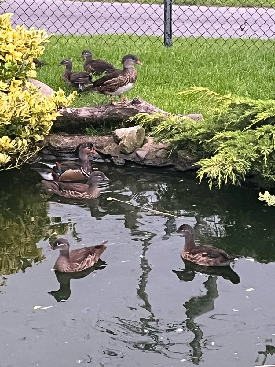 Mandarin and White Faced Pintail ducks - Image 2