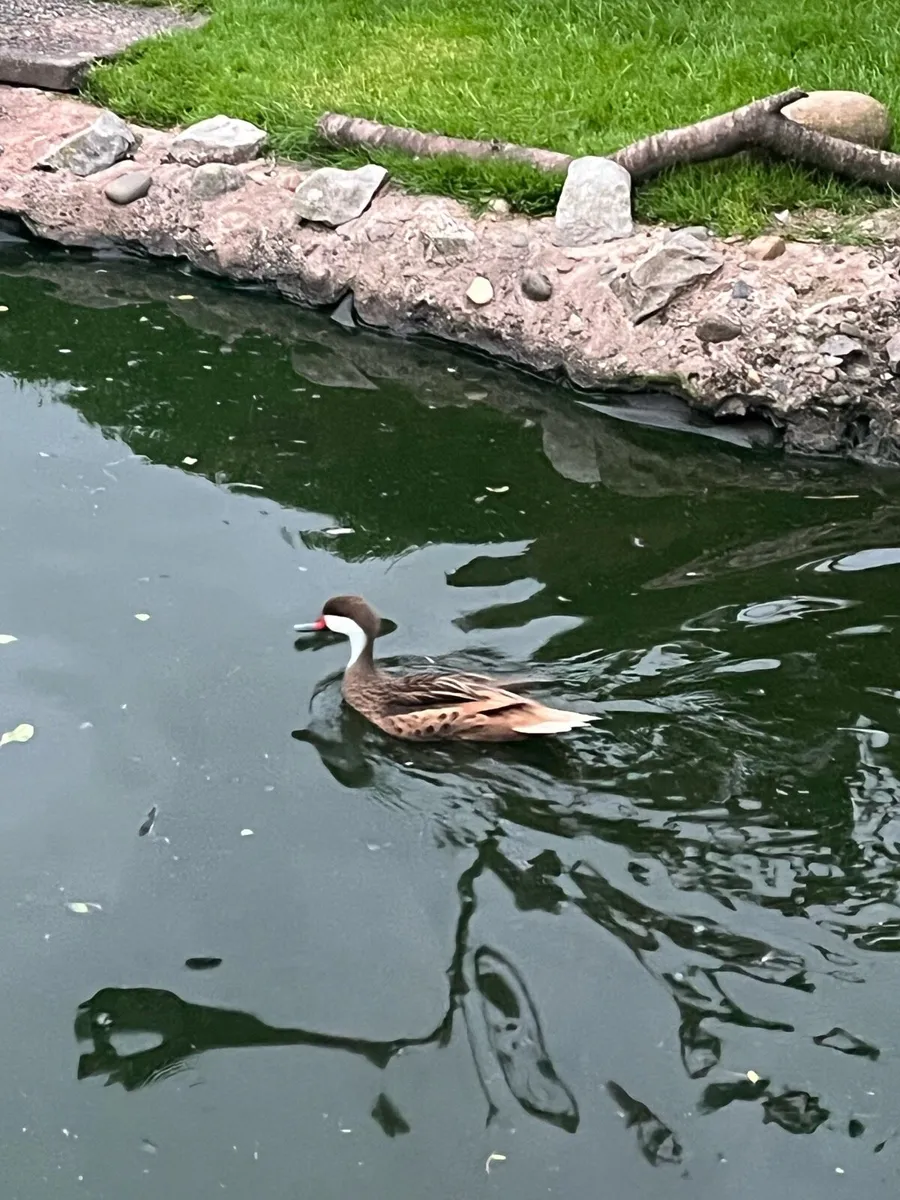 Mandarin and White Faced Pintail ducks - Image 3