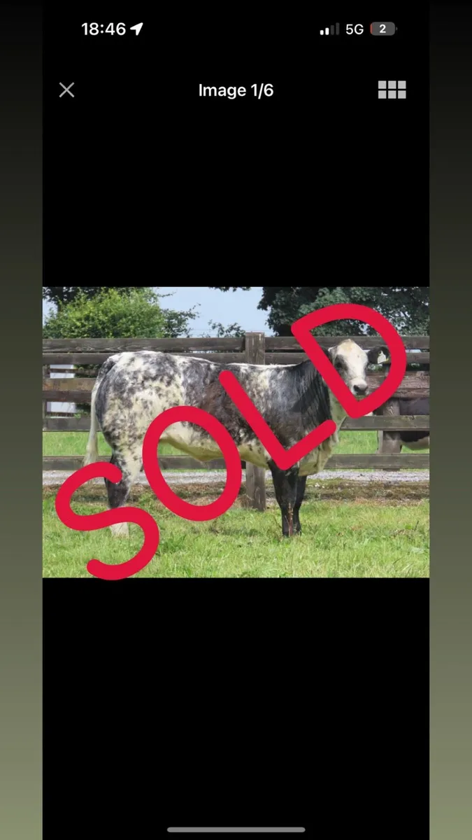 Super show/breading heifer for sale - Image 1